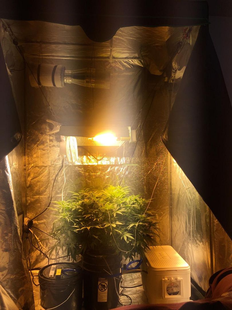 Easy DIY Homemade water chiller for RDWC Rollitup